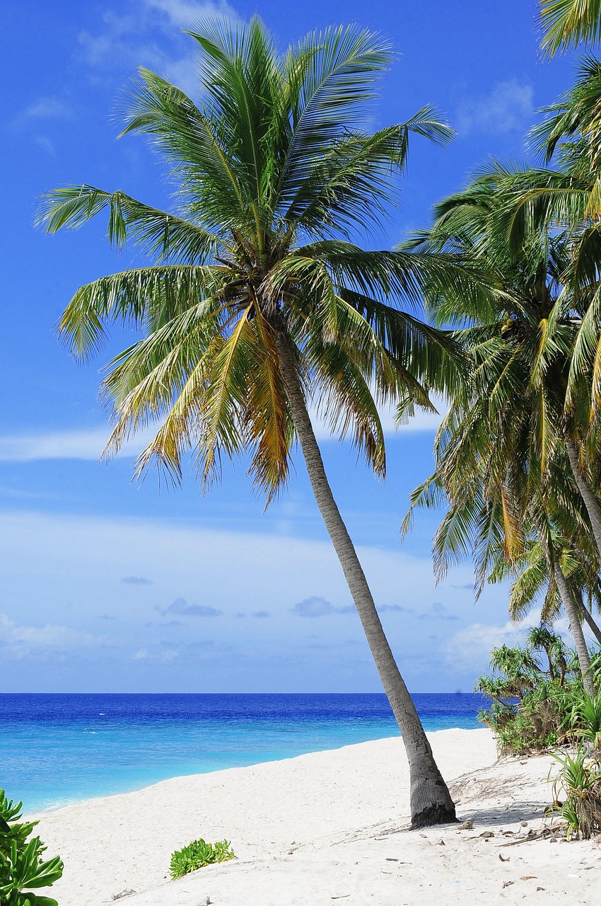 Pristine Caribbean beach with palm trees and crystal clear turquoise water